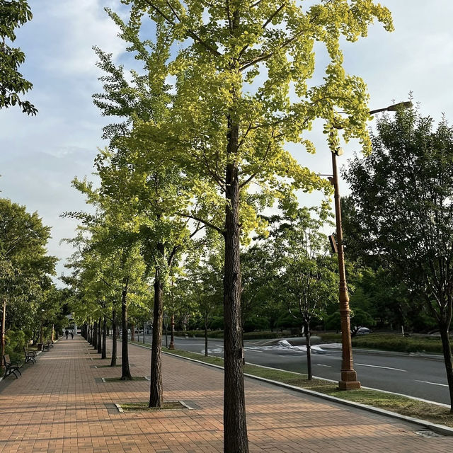 🏛️📚 *Keimyung University (계명대학교): Daegu’s Ivy-League Charm Meets Youthful Energy* 🎒🌸