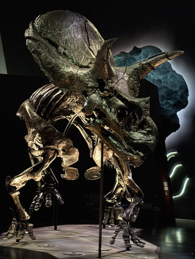 🇦🇺メルボルン博物館「トリケラトプス」展示 – 恐竜時代へのタイム