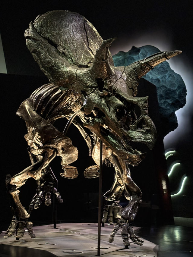 🇦🇺メルボルン博物館「トリケラトプス」展示 – 恐竜時代へのタイムトリップ