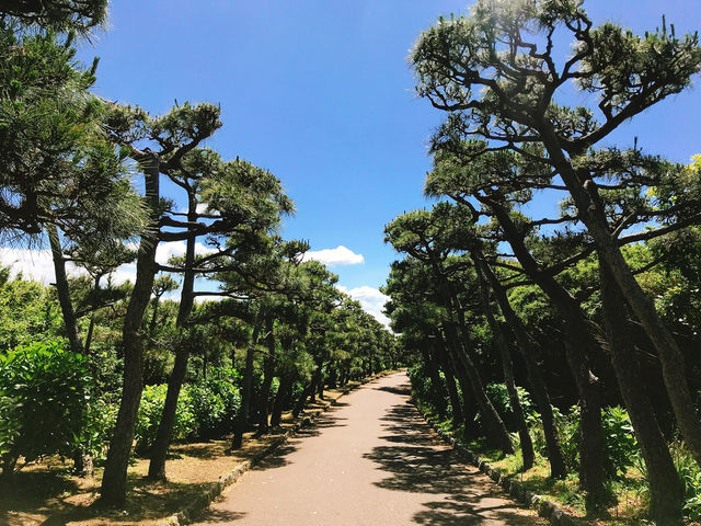 透き通る美しい海×自然が最高すぎる城ヶ崎海岸😍✨ 透き通る美しい海×自然が最高すぎる城ヶ崎海岸😍✨