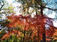 紅葉の秩父を満喫1泊2日