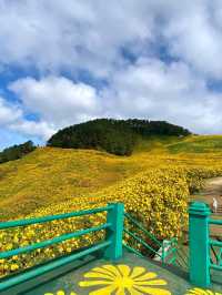 ชมทุ่งดอกบัวตอง🌼 เหลืองอร่ามทั้งภูเขา