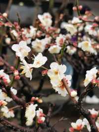 ⛩️Sensō-ji 浅草寺, History and Cultural Significance 🇯🇵