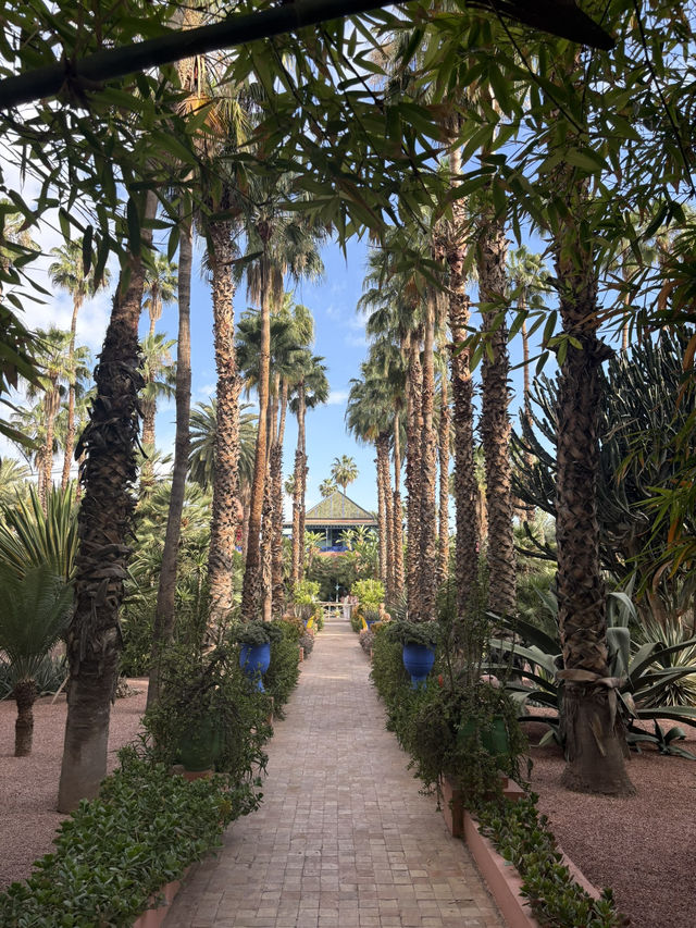 【🇲🇦モロッコ/マラケシュ】マジョレル庭園 【🇲🇦モロッコ/マラケシュ】マジョレル庭園