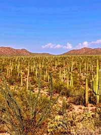 🌵 Saguaro National Park – Where Giants of the Desert Stand Tall