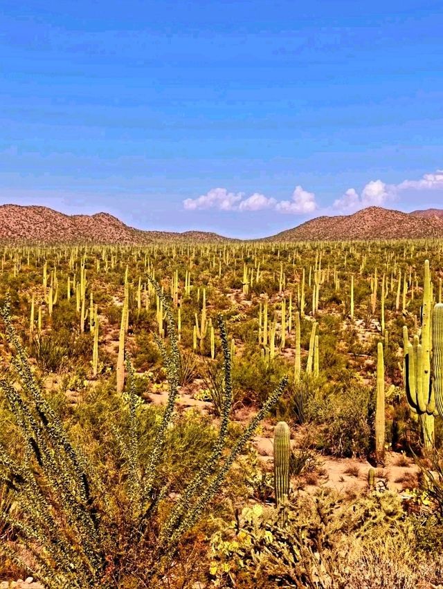 🌵 Saguaro National Park – Where Giants of the Desert Stand Tall