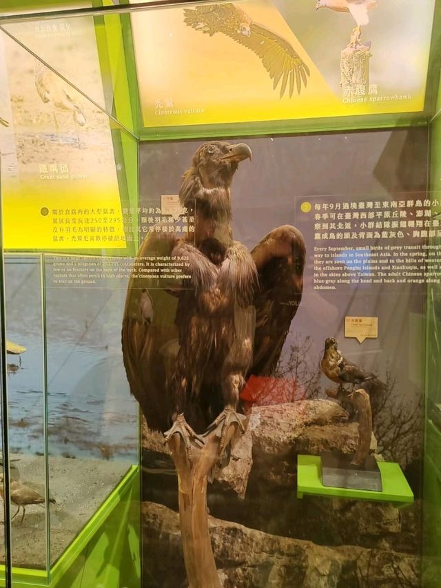 台北親子行程攻略|臺灣博物館探索記 台北親子行程攻略|臺灣博物館探索記