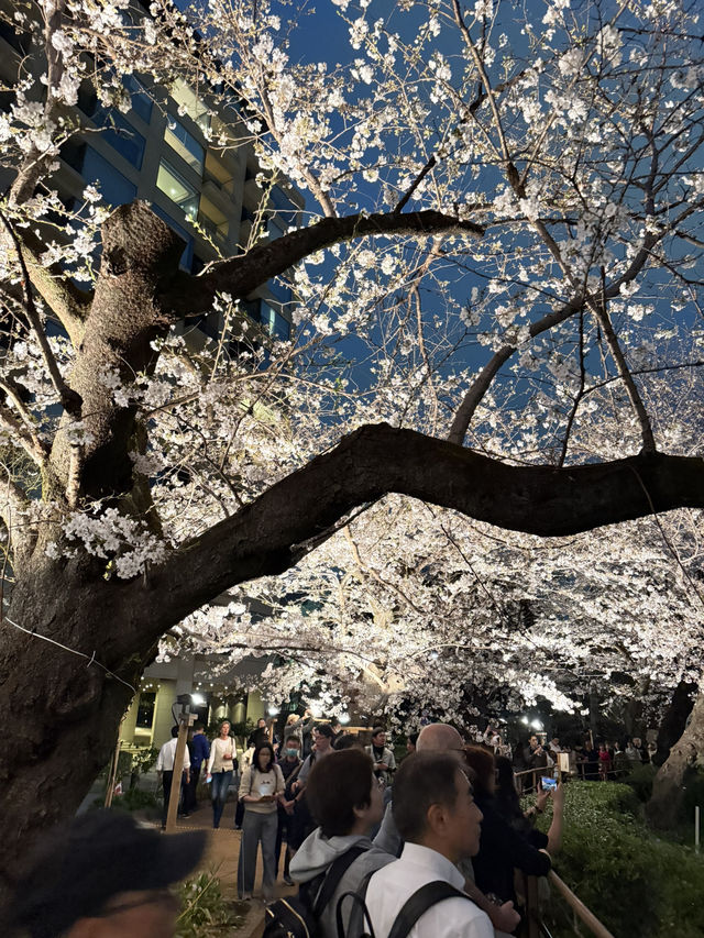 2025.03.28 櫻花季東京獨旅五天四夜行程 p6 第四天行程大公開(6.東京鐵塔) 2025.03.28 櫻花季東京獨旅五天四夜行程 p6 第四天行程大公開(6.東京鐵塔)