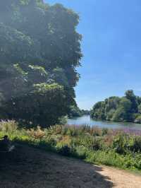 Nature Meets City🌳