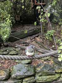 ไปดูนกกีวี่ ไอคอนของนิวซีแลนด์ตัวจริงที่ Kiwi Park