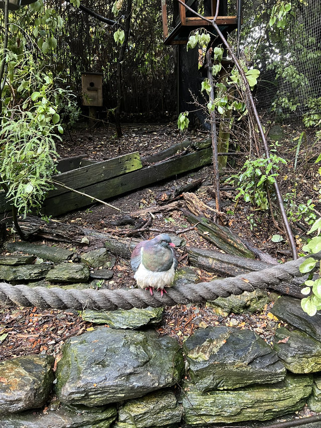 ไปดูนกกีวี่ ไอคอนของนิวซีแลนด์ตัวจริงที่ Kiwi Park