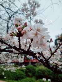 Chilling at Ueno Park