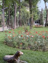 🌹 A City of Roses: Strolling Through Dushanbe