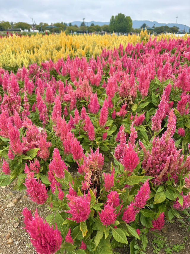 부산근교 지금부터 가야하는 대형 꽃밭🌷🌼