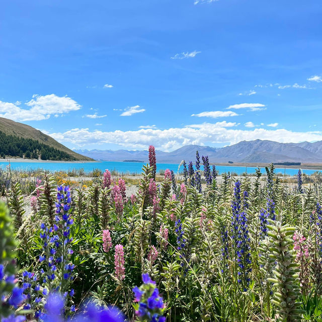 Turquoise Dreams at Lake Tekapo