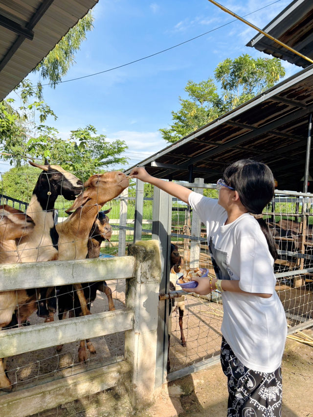ฟาร์มควาย & mini zoo ที่ฉะเชิงเทรา
