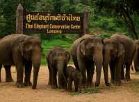 (Thai Elephant Conservation Center) – ลำปาง