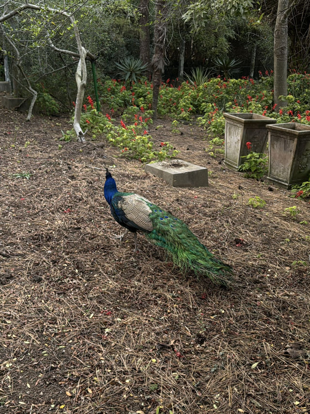 Hallim Park — одно из самых неожиданных мест на Чеджу