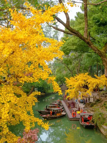 Special for autumn in Suzhou!