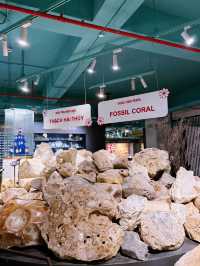 Coral Museum Magic🦀