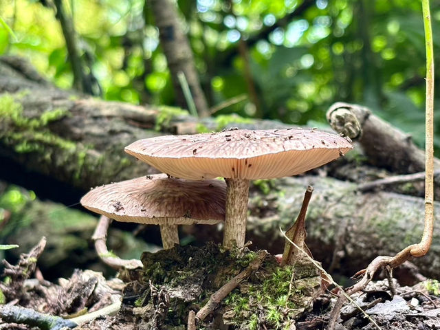 櫻花竹林秘境．石壁山壯麗之旅