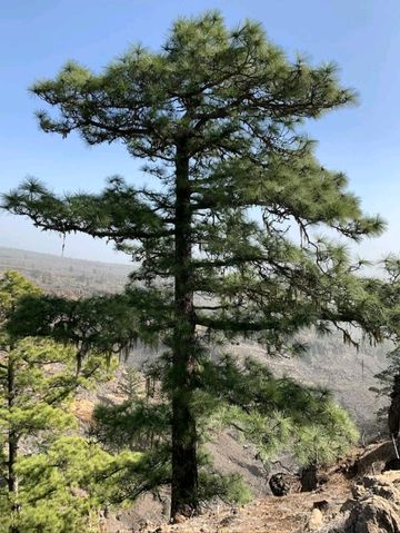 A Quiet Slice of Authentic Canary Island Life A Quiet Slice of Authentic Canary Island Life