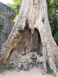Angkor Wat: The Ultimate Bucket List Icon in Siem Reap 🌳✨