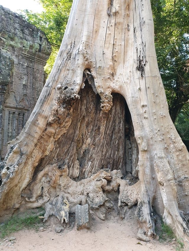 Angkor Wat: The Ultimate Bucket List Icon in Siem Reap 🌳✨
