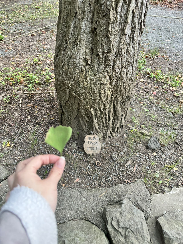 日本北海道參拜必去—北海道神宮⛩️