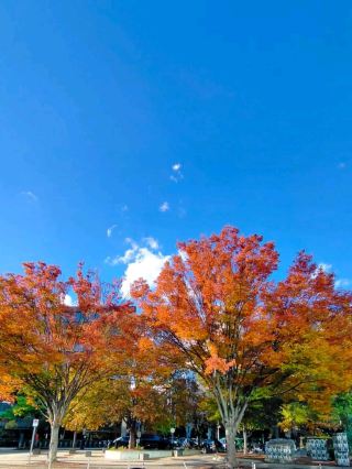 #falladventures

🍂 Washington DC's Autumn Beauty

The fall season transforms Washington DC into a stunning tapestry of color, with crisp air and brilliant foliage creating a picturesque backdrop for the nation's capital. From mid-October to early November, the city bursts into shades of gold, crimson, and orange, offering a more tranquil experience than the bustling summer months.

A must-visit is the National Mall , where iconic monuments like the Capitol Building and Washington Monument are beautifully framed by changing leaves, providing incredible photo opportunities. The Tidal Basin, famous for spring cherry blossoms, is equally gorgeous in autumn, with reflections of the colorful trees in the water. For a nature escape, Rock Creek Park offers miles of wooded trails perfect for hiking or biking among the vibrant canopy. Finally, the historic charm of Georgetown, with its cobblestone streets and colorful residential areas, provides a quintessentially autumnal city stroll.

