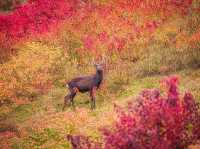 🍁 Mount Wakakusa – Autumn’s Deer Paradise Above Nara 🌄🦌