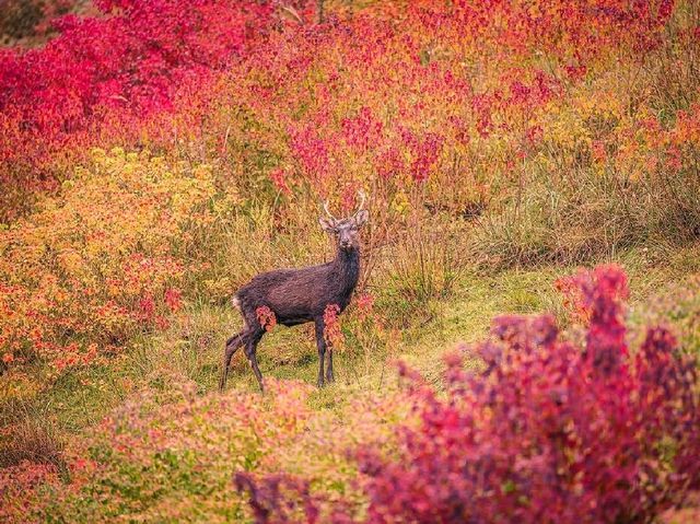 🍁 Mount Wakakusa – Autumn’s Deer Paradise Above Nara 🌄🦌