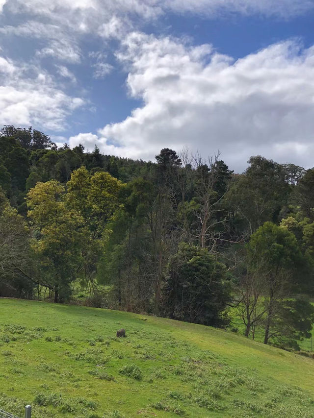 Best Friend Holiday Retreat：在 Tarra Valley 遇见最简单的快乐