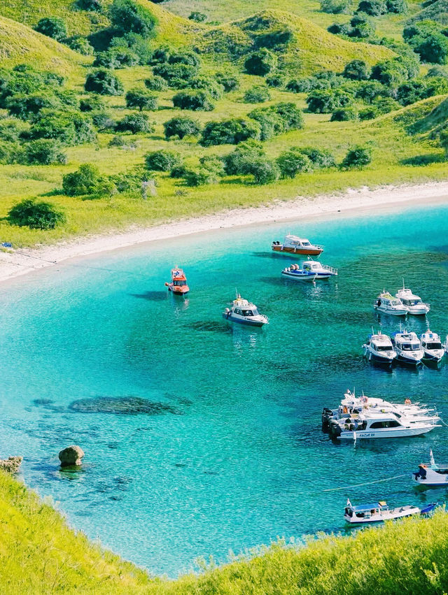 印尼🇮🇩科莫多島繽紛色彩