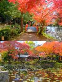 京都小眾紅葉秘境✨大原野神社の私藏打卡指南