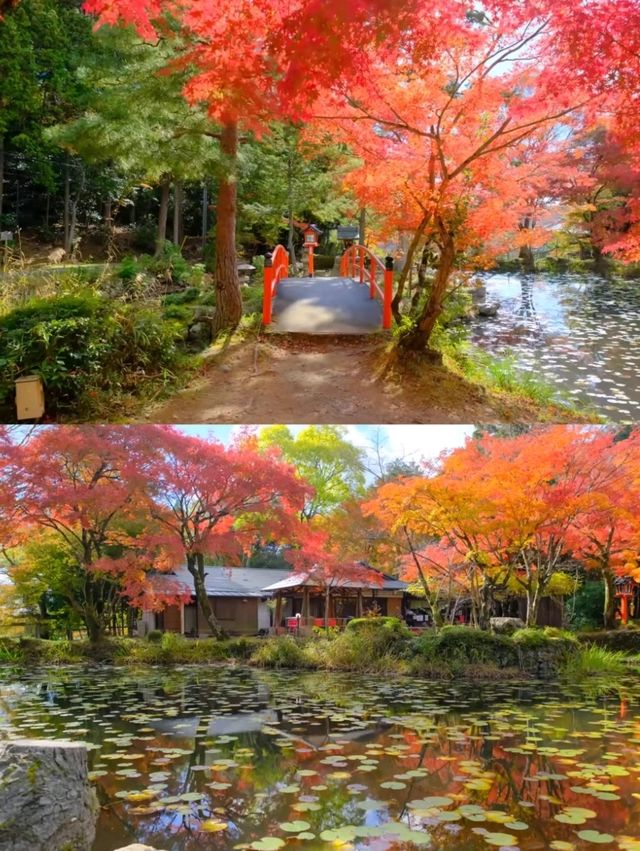 京都小眾紅葉秘境✨大原野神社の私藏打卡指南 京都小眾紅葉秘境✨大原野神社の私藏打卡指南