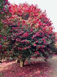 ๐๐ป๐๐ป์ ์ฃผ๋ ๋๋ฐฑ๊ฝ ๋๋ฐฑํฌ๋ ์คํธ๐