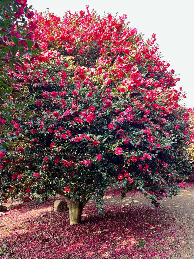 ๐๐ป๐๐ป์ ์ฃผ๋ ๋๋ฐฑ๊ฝ ๋๋ฐฑํฌ๋ ์คํธ๐ ๐๐ป๐๐ป์ ์ฃผ๋ ๋๋ฐฑ๊ฝ ๋๋ฐฑํฌ๋ ์คํธ๐