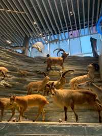 Shanghai Natural Museum 🐒🫎🦕🦖🦑🐋