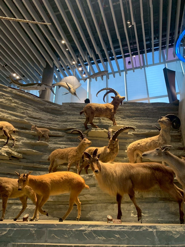 Shanghai Natural Museum 🐒🫎🦕🦖🦑🐋
