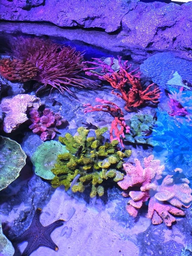 SEA LIFE  ย้อนวัยเด็กที่อควาเรียมกลางกรุง 🐠🪼🪸