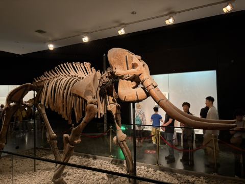 洛陽博物館｜13の王朝の古都を理解する旅はここから始まります