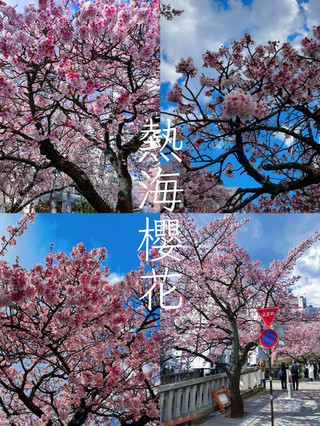 1月可以看的櫻花：藏在靜岡縣的溫泉小鎮——熱海（Atami）。