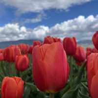 Abbotsford Tulip Festival 🌷 