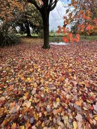 紐西蘭Rotorua 市政公園賞紅葉🍁