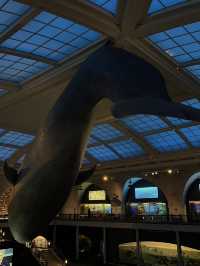 人気映画night museum のロケ地？！アメリカ自然史博物館