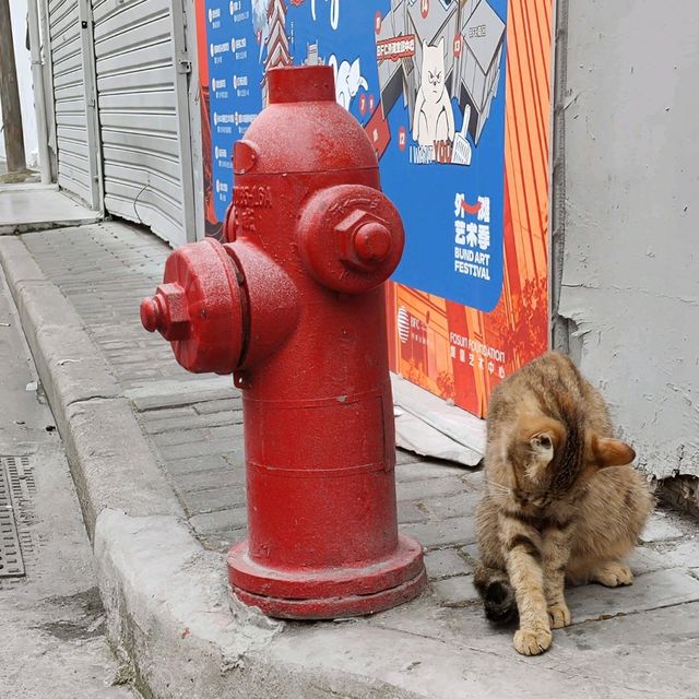 Cat Art in Shanghai's Fangbang Middle Road