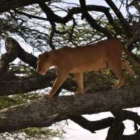 three days safari ngorongoro crater 