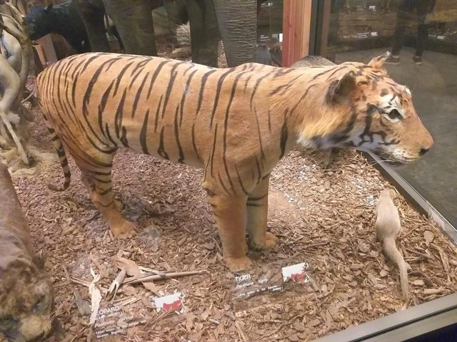 Must Visit: South Australian Museum 🇦🇺