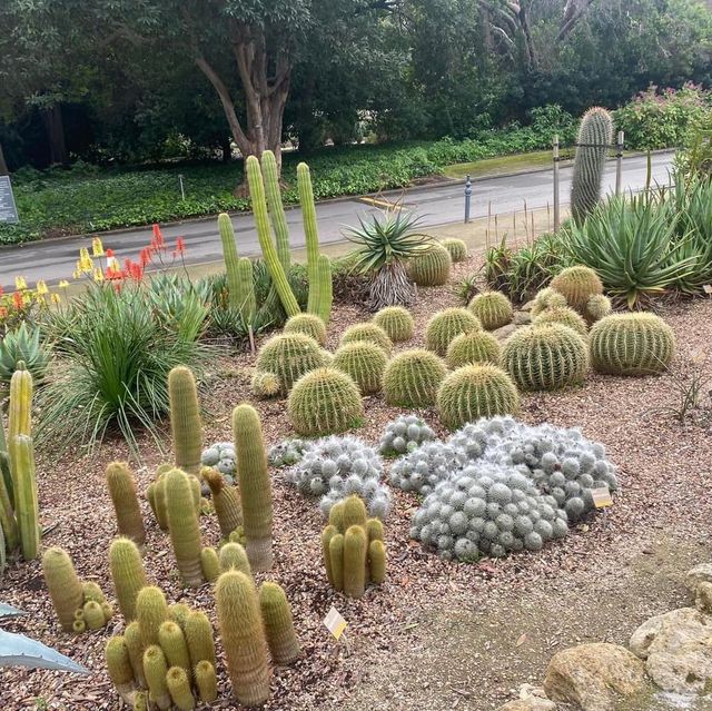 Spectacular Adelaide Botanic Garden 🇦🇺